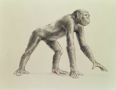 Dryopithecus Africanus by English School